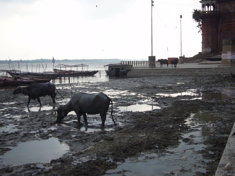 Travel - India - Varanasi - Ghats - Water Buffalo